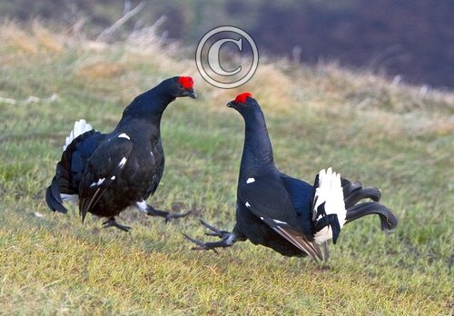 Pair Black Grouse Fighting DM1018